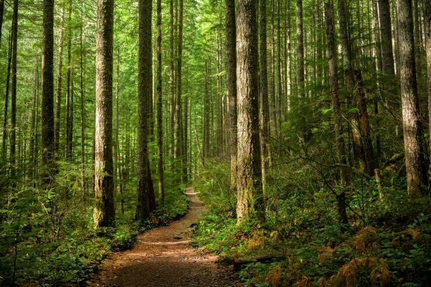 Forest and tree cover