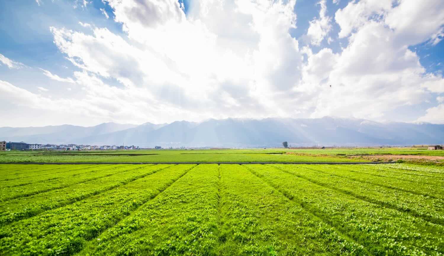Grass and sky